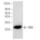 RB3 Antibody (C-9) - Western Blotting - Image 149231 