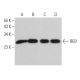 RB3 Antibody (C-9) - Western Blotting - Image 366722 