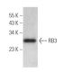 RB3 Antibody (C-9) - Western Blotting - Image 367559