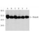 western blotting image from recommended RbAp46 (E-9) monoclonal antibody replacement. Image 360620