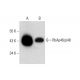 RbAp46/p48 Antibody (G-8) - Western Blotting - Image 297053 
