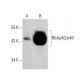 RbAp46/p48 Antibody (G-8) - Western Blotting - Image 358698 