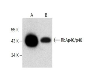 western blotting image from recommended RbAp46/p48 (G-8) monoclonal antibody replacement. Image 297053