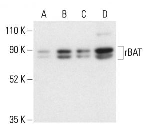rBAT Antibody (G-5) - Western Blotting - Image 404141 