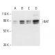 rBAT Antibody (G-5) - Western Blotting - Image 404141 