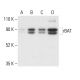 rBAT Antibody (G-5) - Western Blotting - Image 404142 