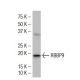 RBBP9 Antibody (2E5) - Western Blotting - Image 34473 