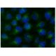 RBCK1 Antibody (E-2) - Immunofluorescence - Image 143148 