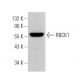 RBCK1 Antibody (E-2) - Western Blotting - Image 362938