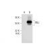 RBJ Antibody (E-2) - Western Blotting - Image 289738 
