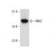 RBKS Antibody (F-9) - Western Blotting - Image 159367 