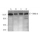 RBM10 Antibody (H-4) - Western Blotting - Image 350835 
