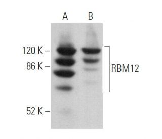 RBM12 Antibody (B-12) - Western Blotting - Image 369847 