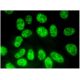 RBM12 Antibody (E-6) - Immunofluorescence - Image 318887 