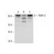 RBM12 Antibody (E-6) - Western Blotting - Image 318324