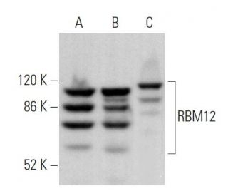 RBM12 Antibody (E-6) - Western Blotting - Image 369848 