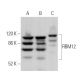 RBM12 Antibody (E-6) - Western Blotting - Image 369848 