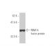 RBM14 Antibody (4E1) - Western Blotting - Image 349025