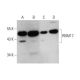 RBM17 Antibody (F-5) - Western Blotting - Image 352592 