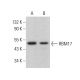 RBM17 Antibody (F-5) - Western Blotting - Image 378441