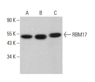 RBM17 Antibody (F-5) - Western Blotting - Image 379027 