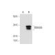 RBM24/38 Antibody (G-6) - Western Blotting - Image 292106