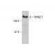 RBM27 Antibody (H-9) - Western Blotting - Image 386902