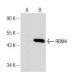 RBM4 Antibody (E-3) - Western Blotting - Image 150968