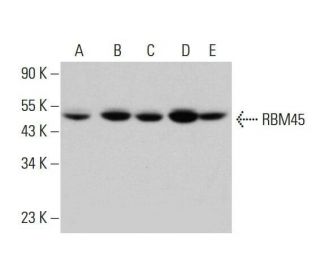 RBM45 Antibody (A-2) - Western Blotting - Image 348642 
