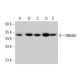 RBM45 Antibody (A-2) - Western Blotting - Image 348642 