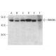 RBM45 Antibody (A-2) - Western Blotting - Image 371839