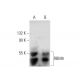 RBM9 Antibody (F-8) - Western Blotting - Image 133384
