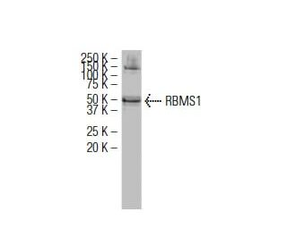 RBMS1 Antibody (73-K2) - Western Blotting - Image 34552 