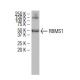RBMS1 Antibody (73-K2) - Western Blotting - Image 34552 