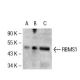 RBMS1 Antibody (73-K2) - Western Blotting - Image 53061