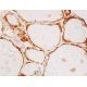 RBMS2 Antibody (B-4) - Immunohistochemistry - Image 411697 