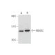 RBMS2 Antibody (B-4) - Western Blotting - Image 333500