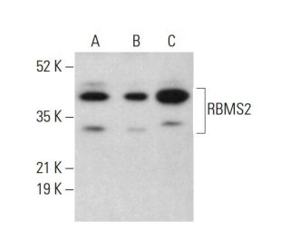 RBMS2 Antibody (B-4) - Western Blotting - Image 378131 