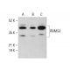 RBMS2 Antibody (B-4) - Western Blotting - Image 378131 