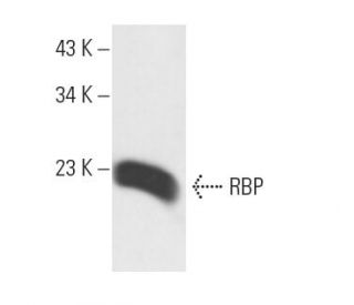 RBP Antibody (C-4) - Western Blotting - Image 12707 