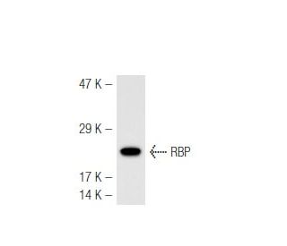 RBP Antibody (F-12) - Western Blotting - Image 49432 
