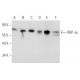 western blotting image from recommended RBP-Jκ (E-7) monoclonal antibody replacement. Image 356583