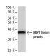 RBP1 Antibody (112C4a) - Western Blotting - Image 47951 