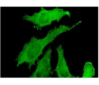 RBPMS Antibody (1C12) - Immunofluorescence - Image 346140 