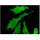 RBPMS Antibody (1C12) - Immunofluorescence - Image 346140 