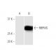 RBPMS Antibody (1C12) - Western Blotting - Image 347610 