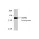 RBPMS Antibody (1C12) - Western Blotting - Image 349516