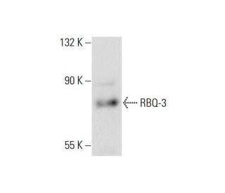 RBQ-3 Antibody (D-6) - Western Blotting - Image 128898 