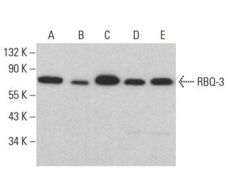 RBQ-3 Antibody (F-7) - Western Blotting - Image 383797 