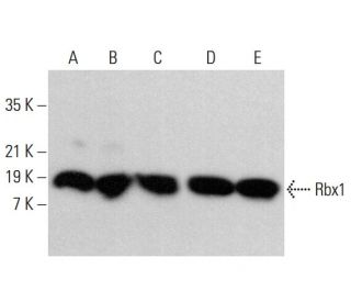 Rbx1 Antibody (E-11) - Western Blotting - Image 382239 